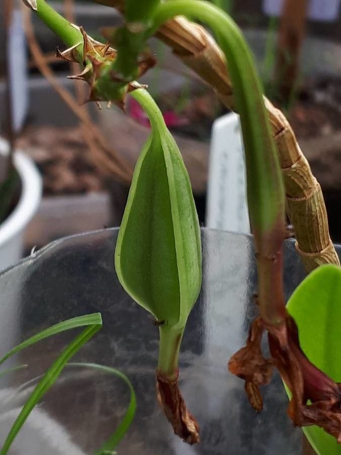 Epidendrum