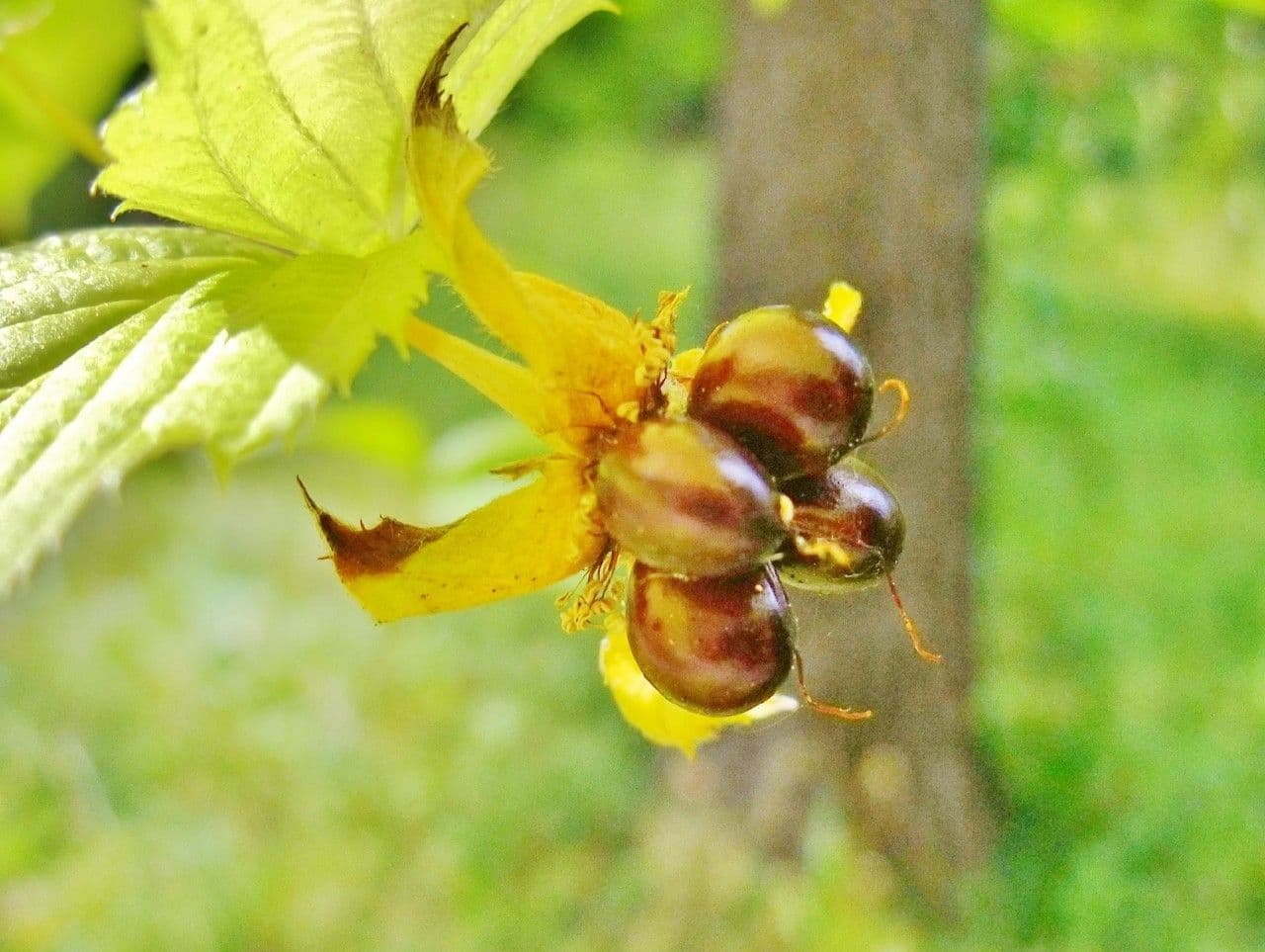 Rodotyp 3