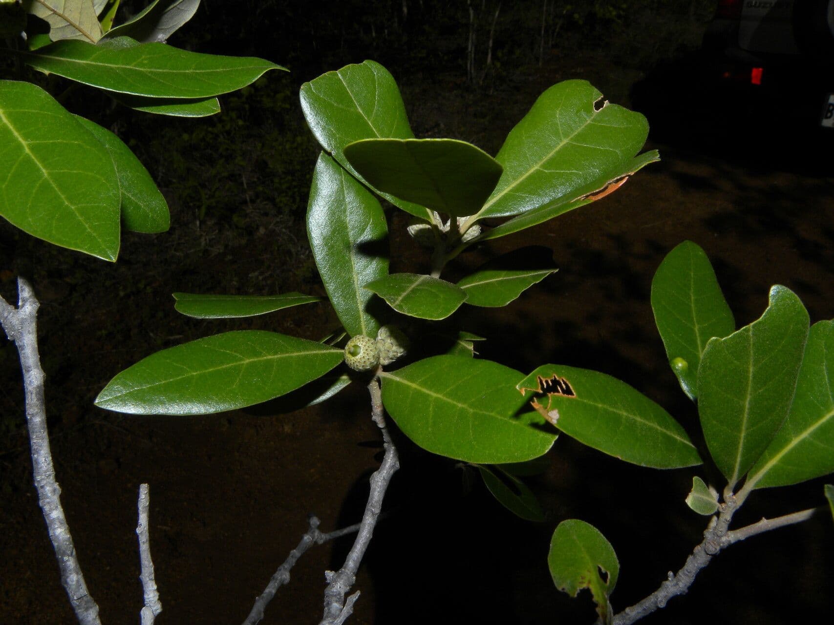 Quercia 8