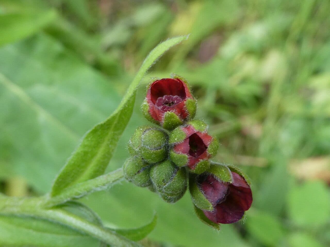 Cinoglosa 25
