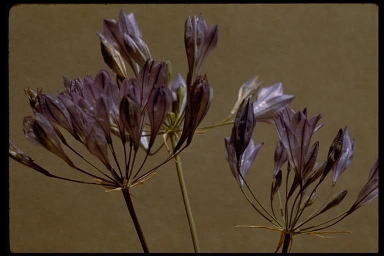 Triteleia laxa 18