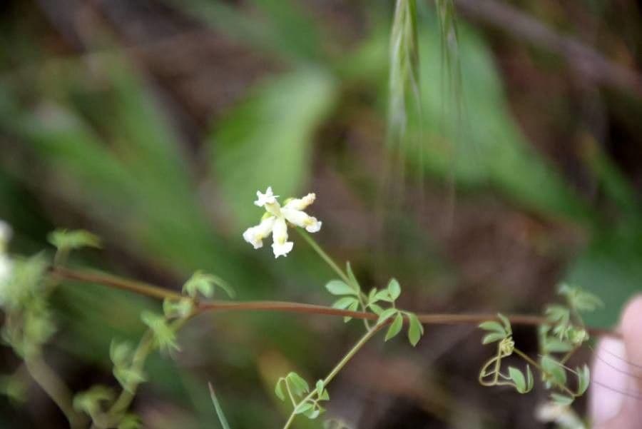 Corydalis claviculata 5