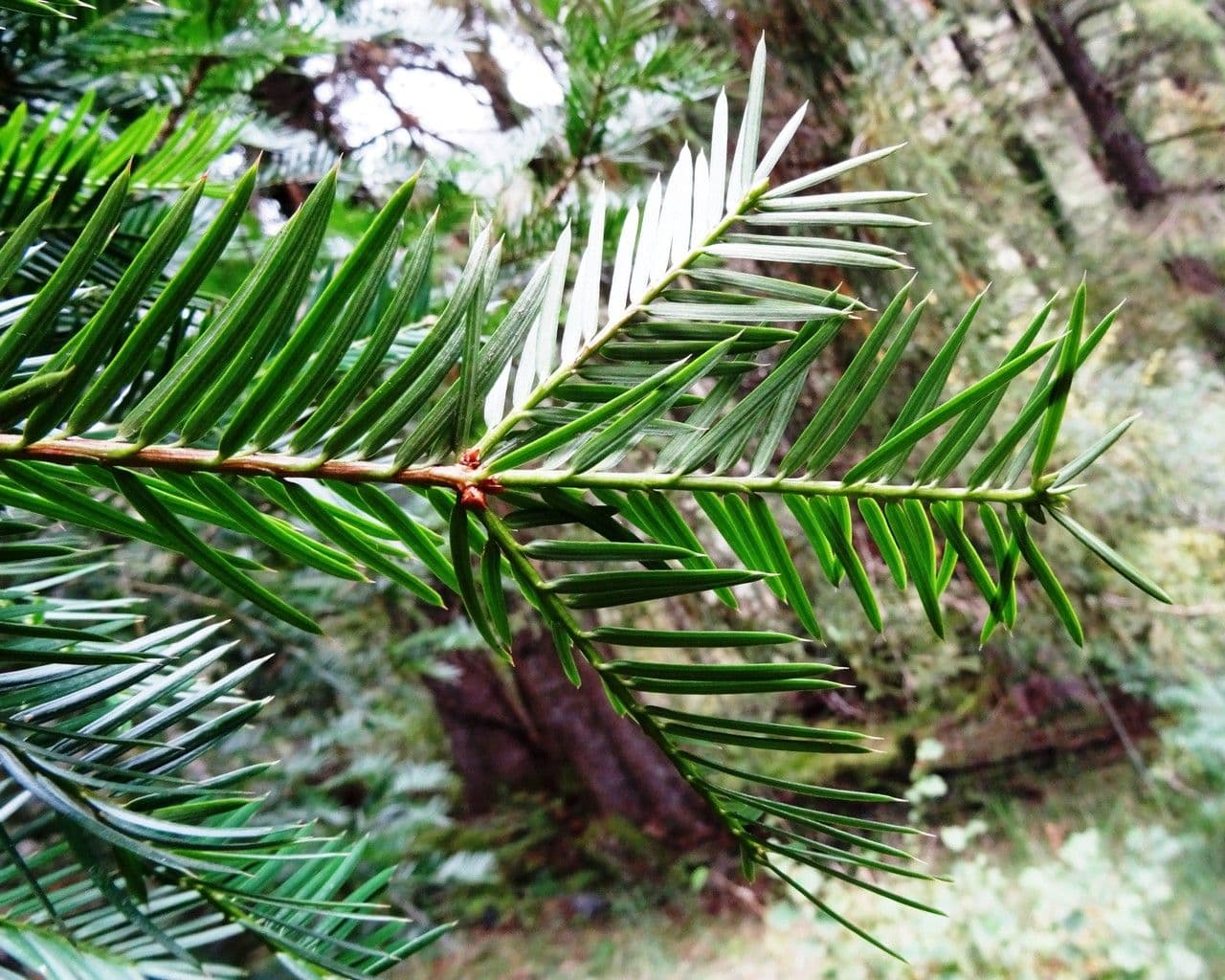 Torreya della California 17