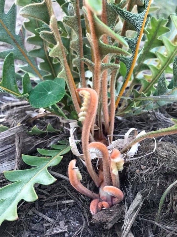 Banksia 8
