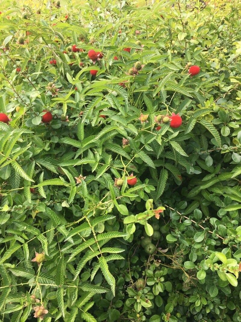 Rubus illecebrosus 12