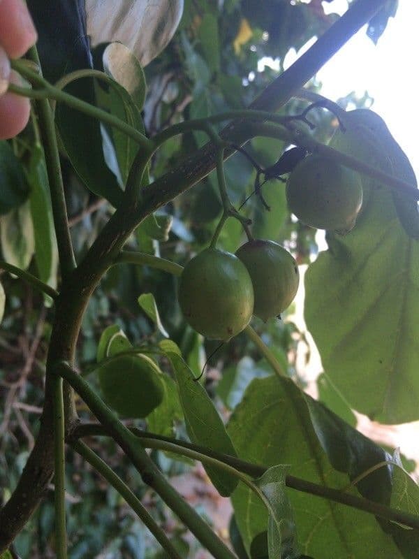 Cordia subcordata 5