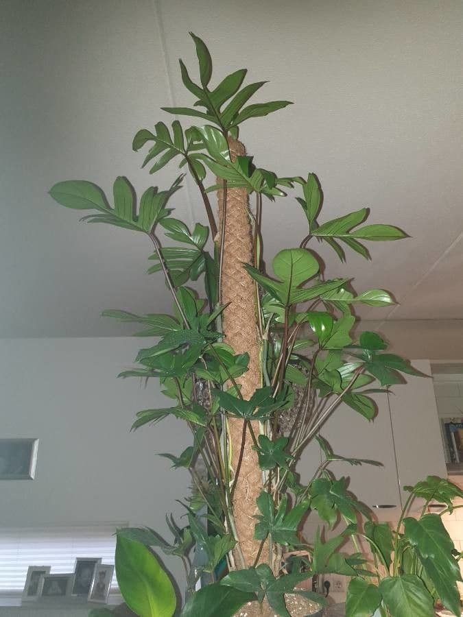Philodendron 2