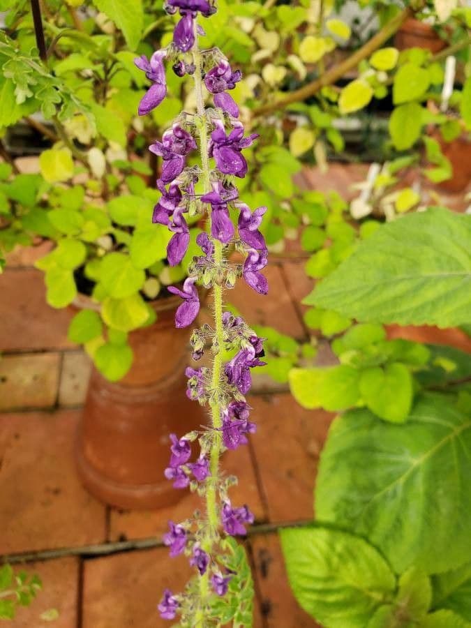 Plectranthus 2