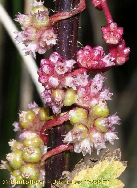 Cuscuta 24