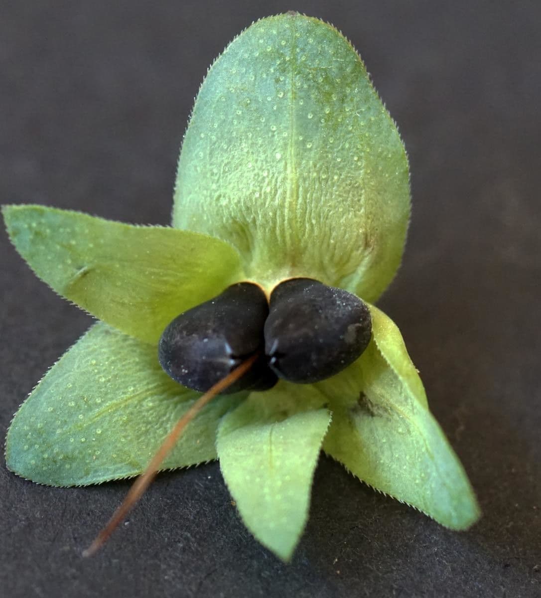 Cerinthe liscia 4