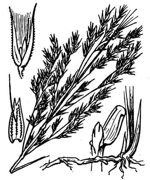 Třtina křovištní 27