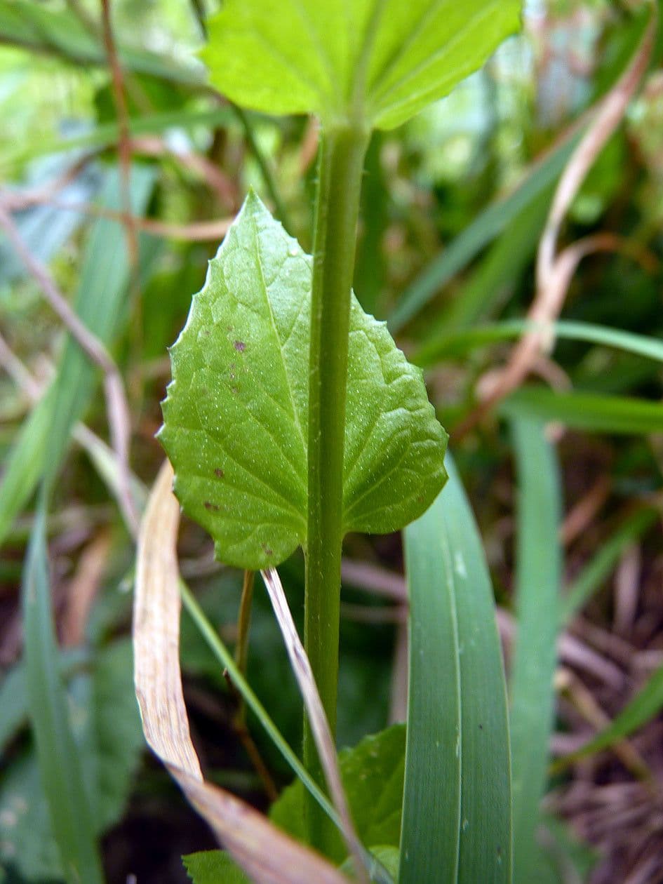 Verbasco blattaria 22