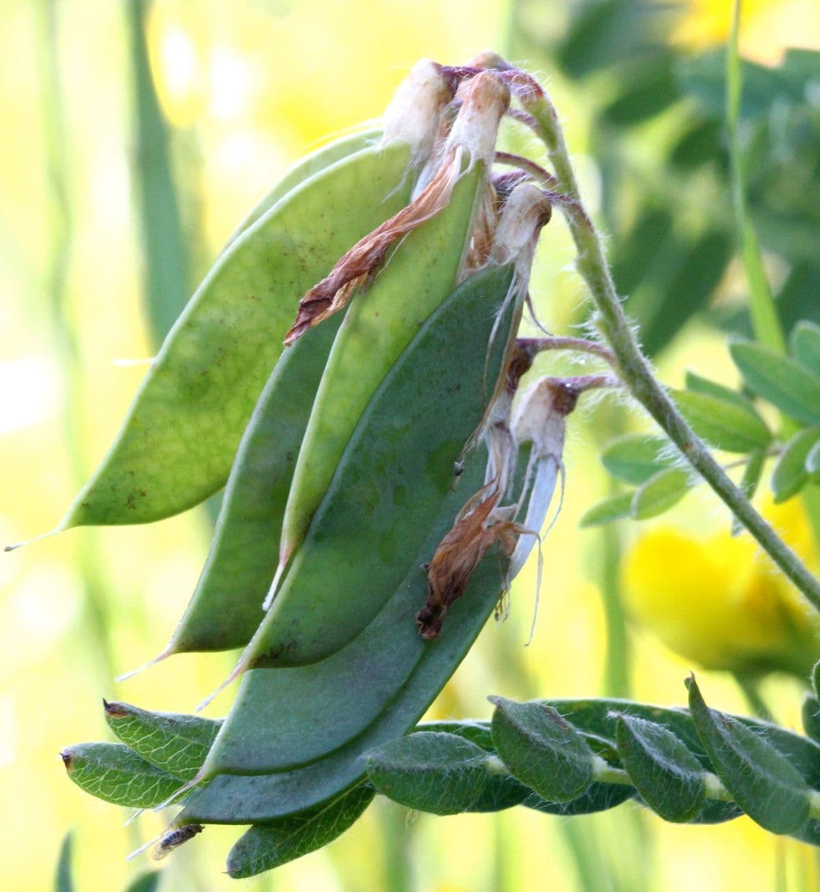 Platterbse 5