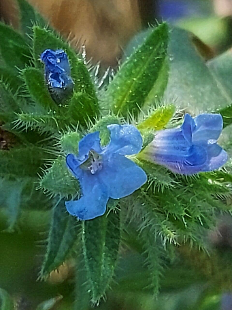 Echium 4