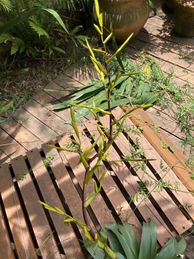 Vriesea 5