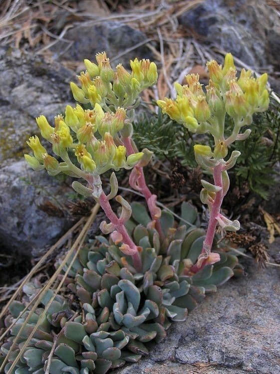 Sedum 7