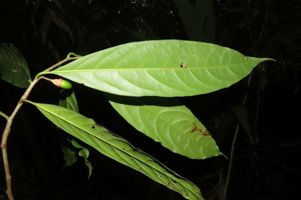 Mespilodaphne macrophylla 15