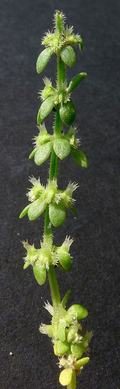 Valantia muralis 21