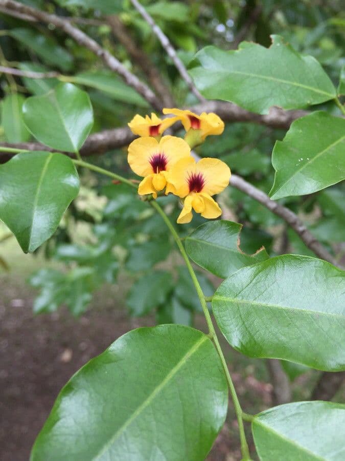 Pterocarpus 3