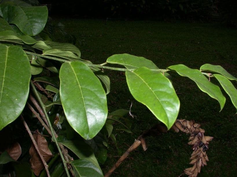 Passiflora 20