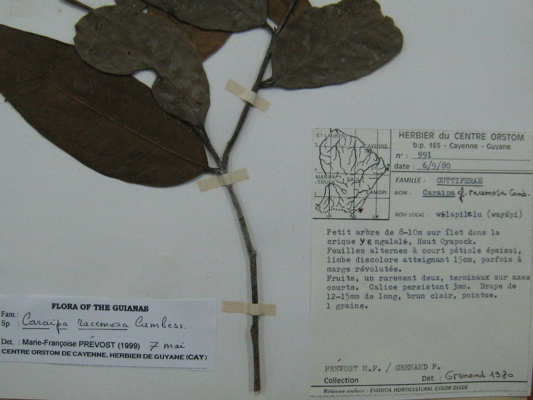 Traubige Caraipa 4