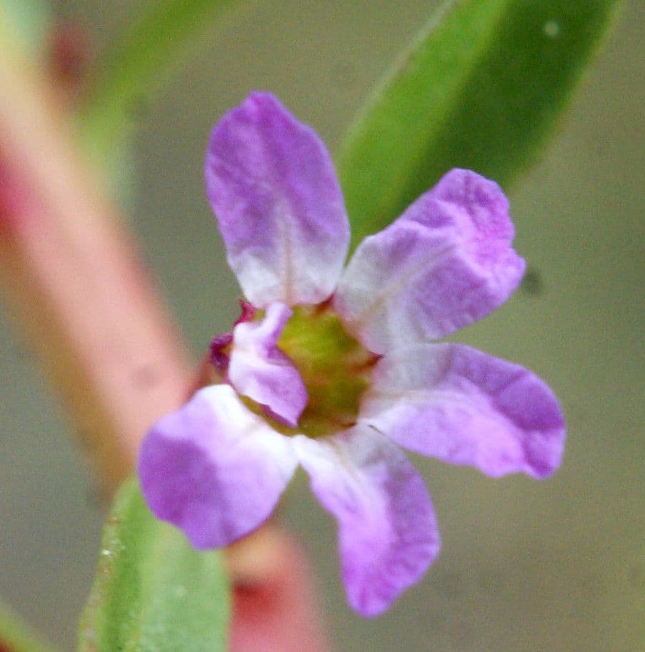 Dreispaltiger Weiderich 3