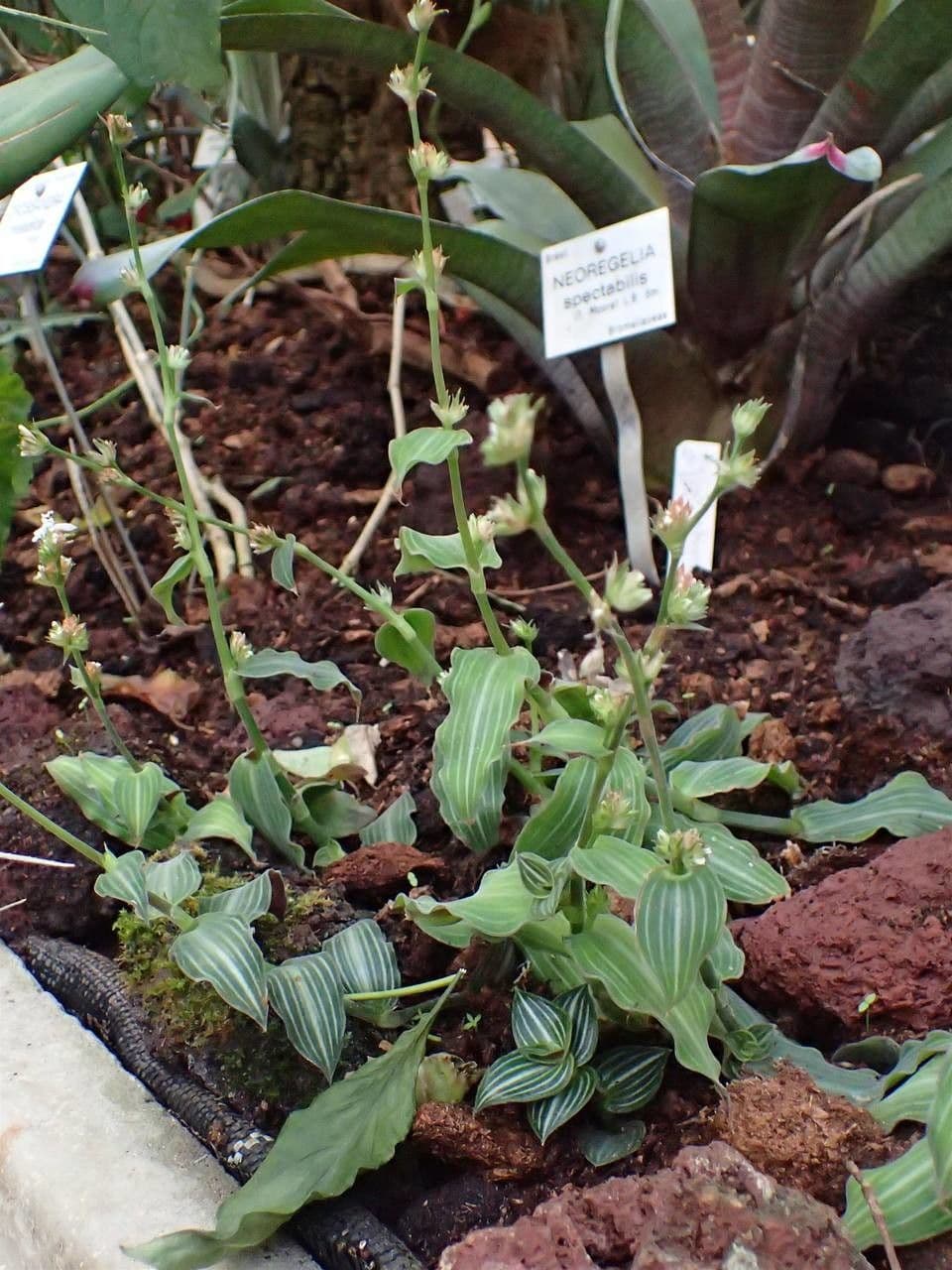 Callisia 8