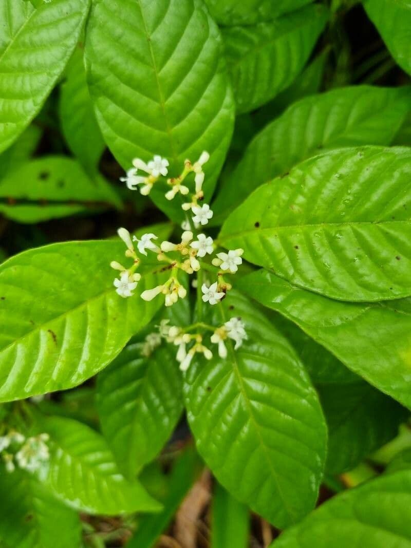 Psychotria nervosa 7