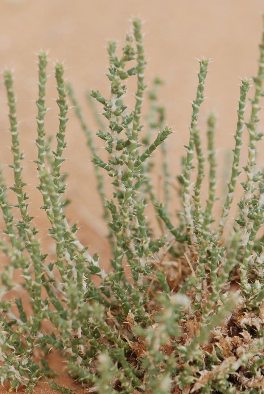 Cornulaca 9