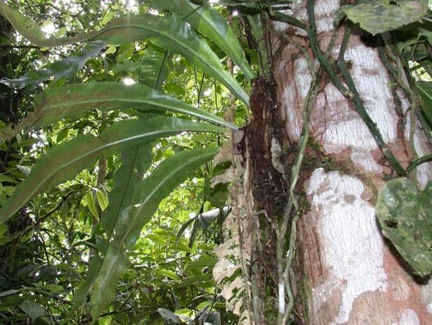 Asplenium serratum 15