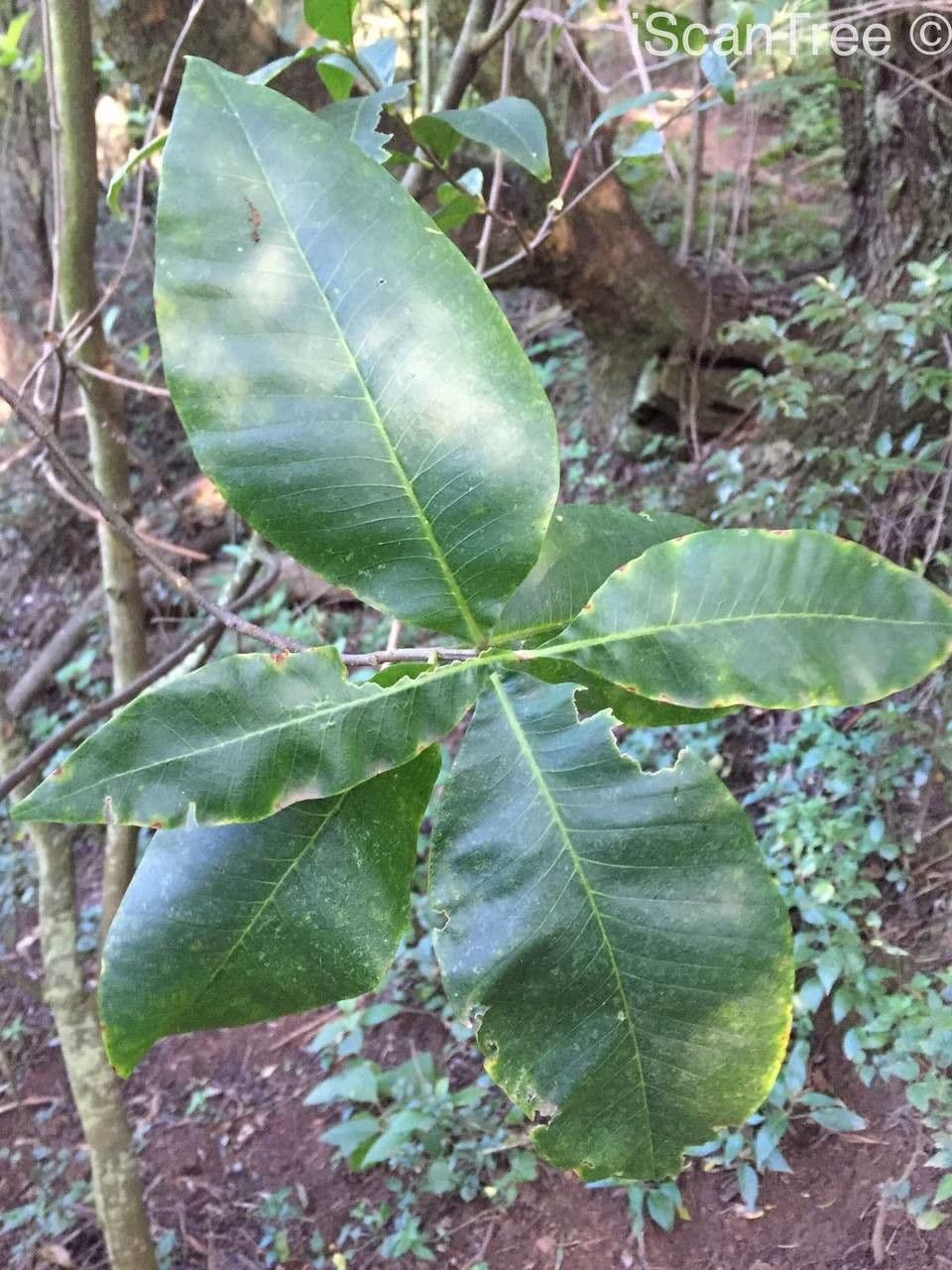 Calodendrum 15