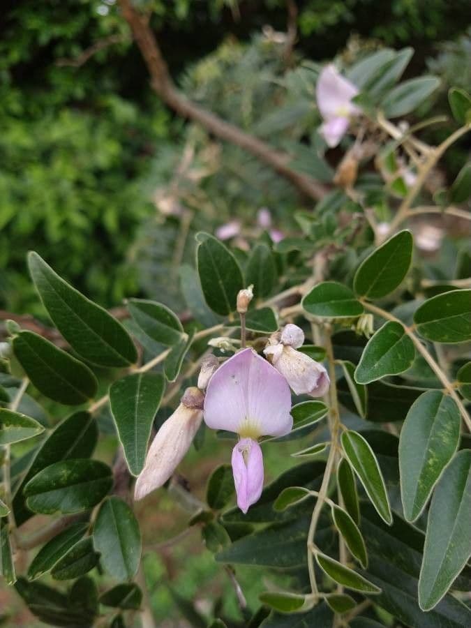 Mundulea sericea 3