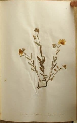 Eliantemo violaceo 25