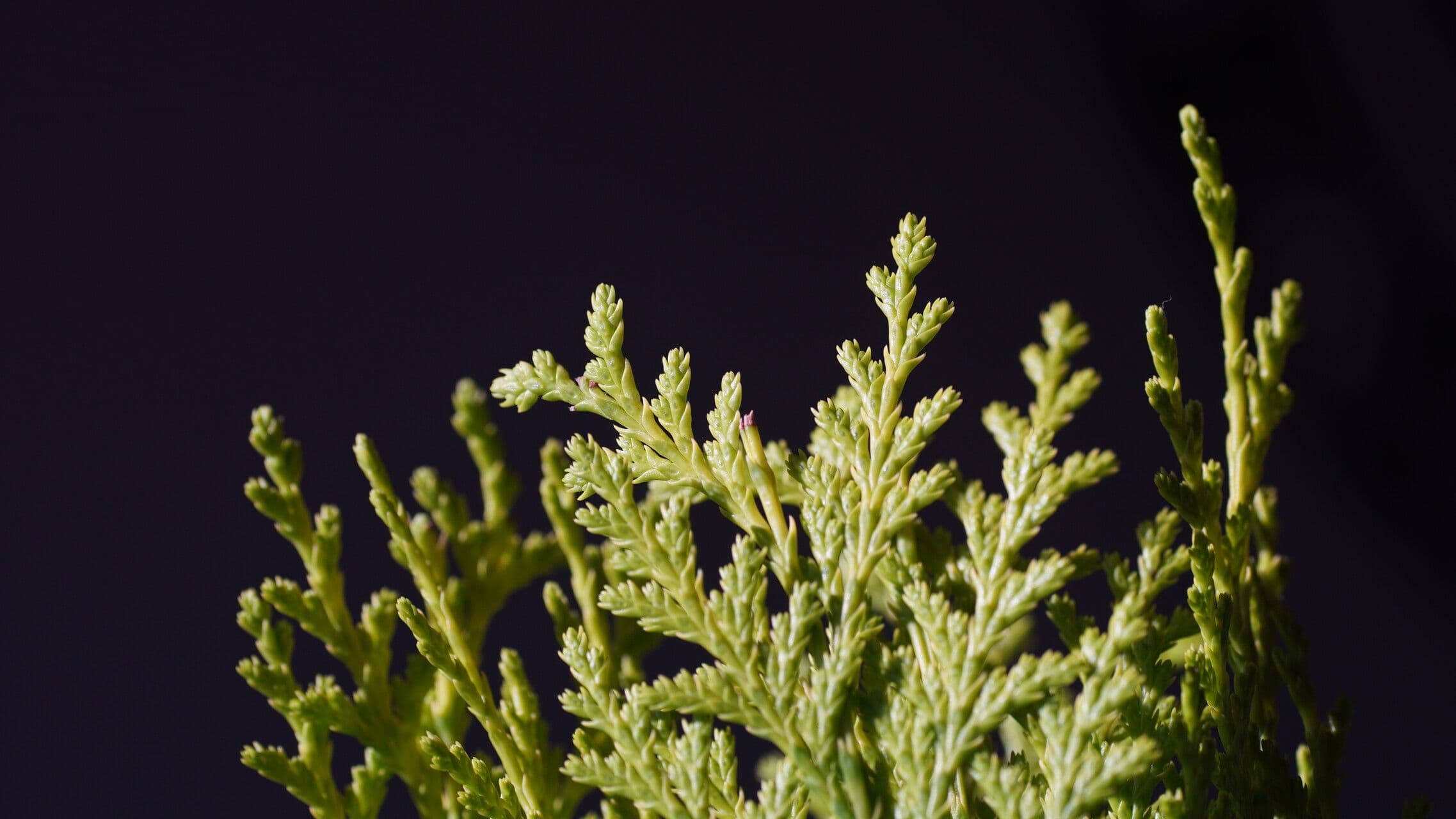 Atlantic white cypress 8