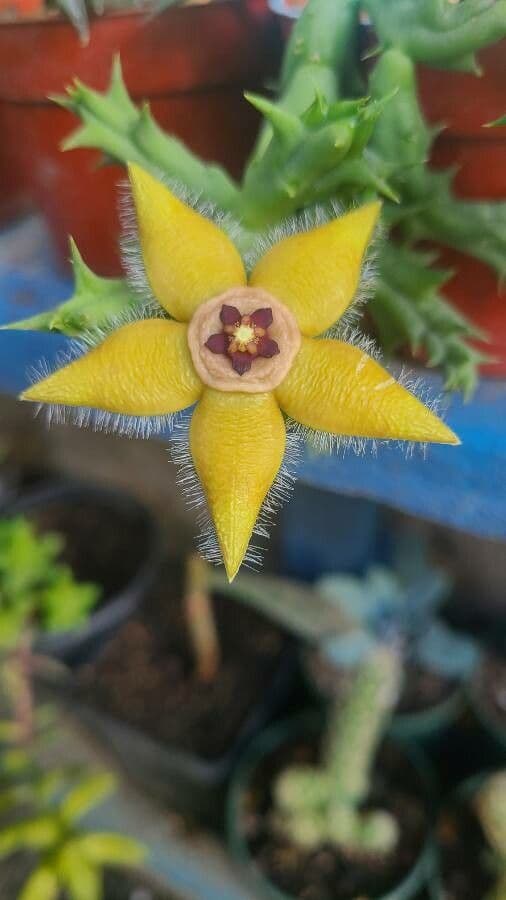 Semota-Orbea 4