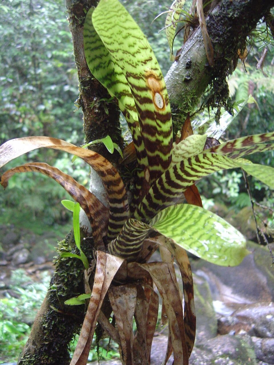 Vriesea 6