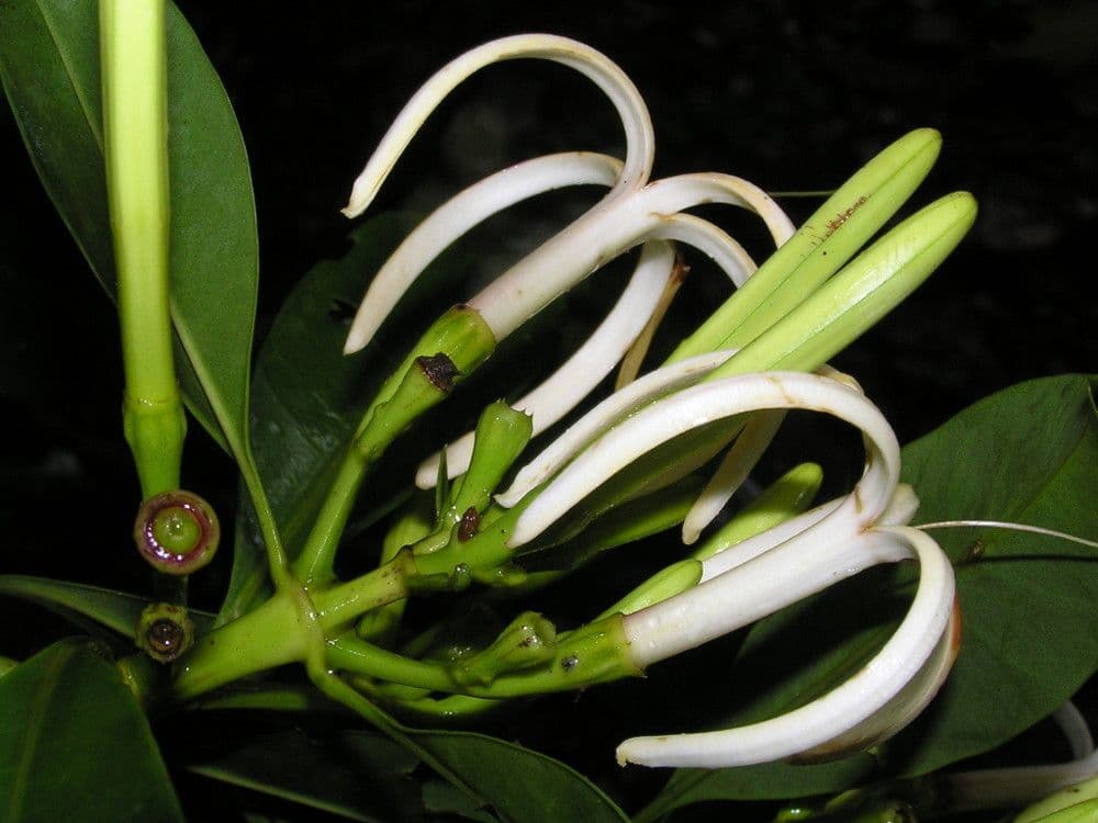 Thiollierea