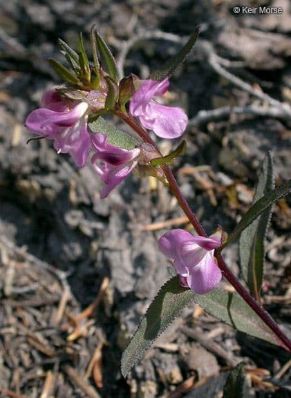 Pediculare a grappoli 9