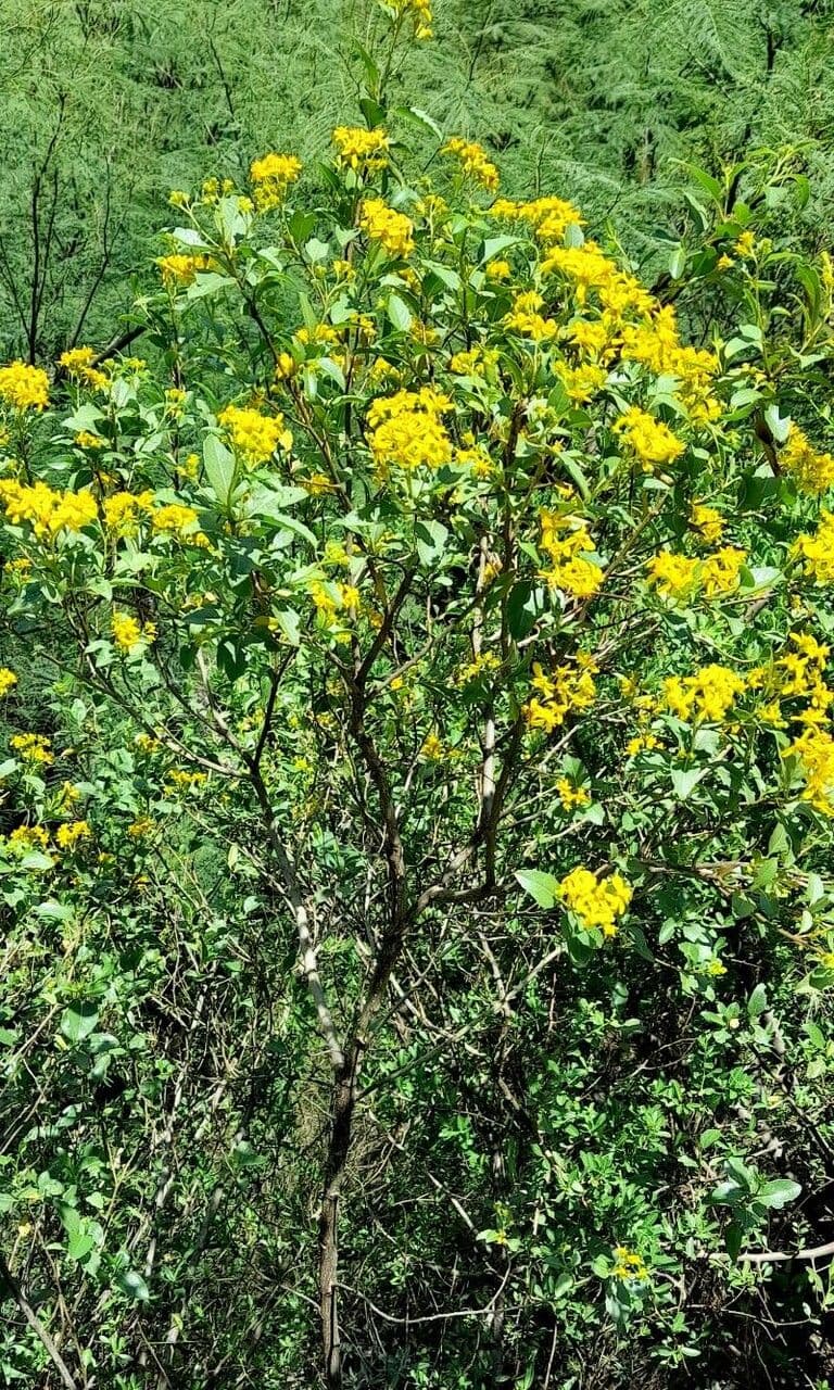 Flourensia thurifera 3
