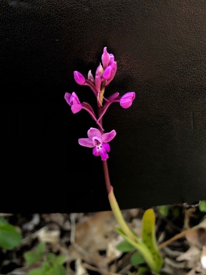 Orchide a quattro macchie