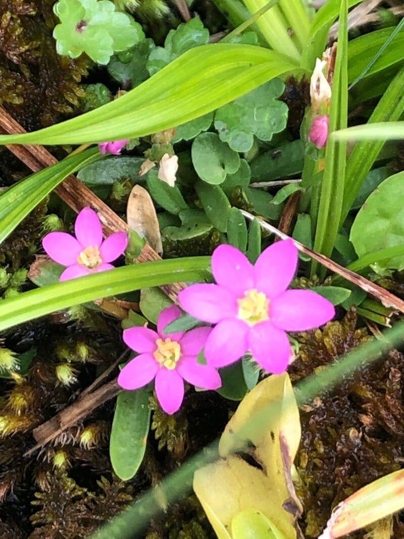 Centaurium 2