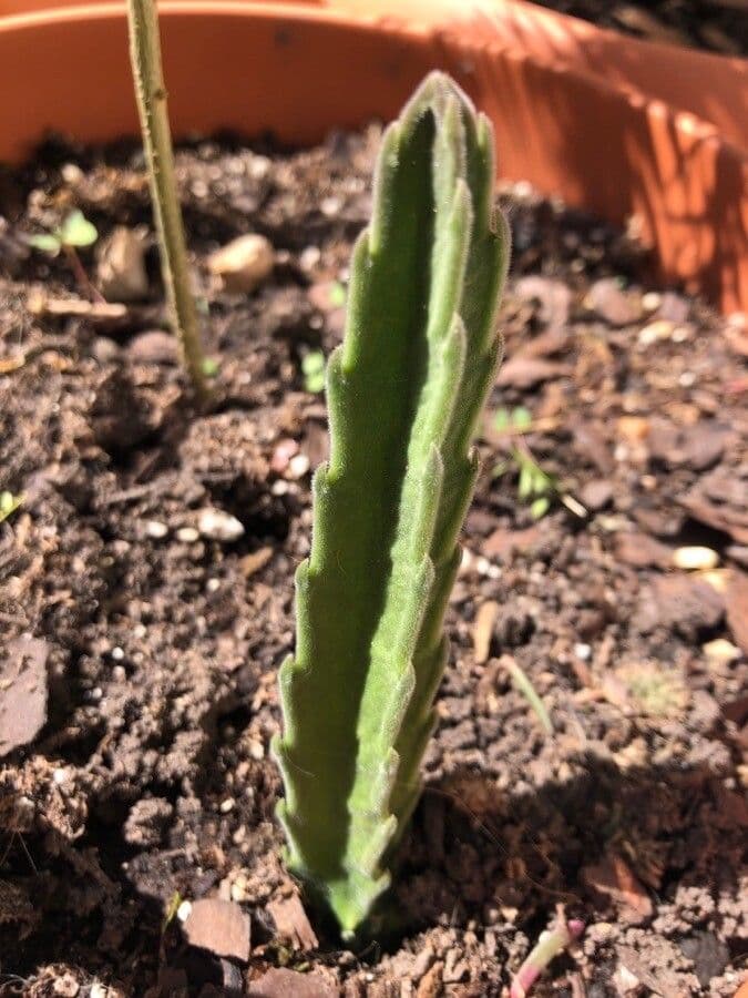Stapelia 15