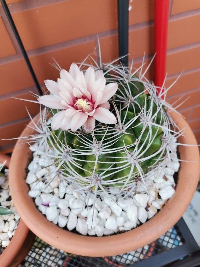 Gymnocalycium