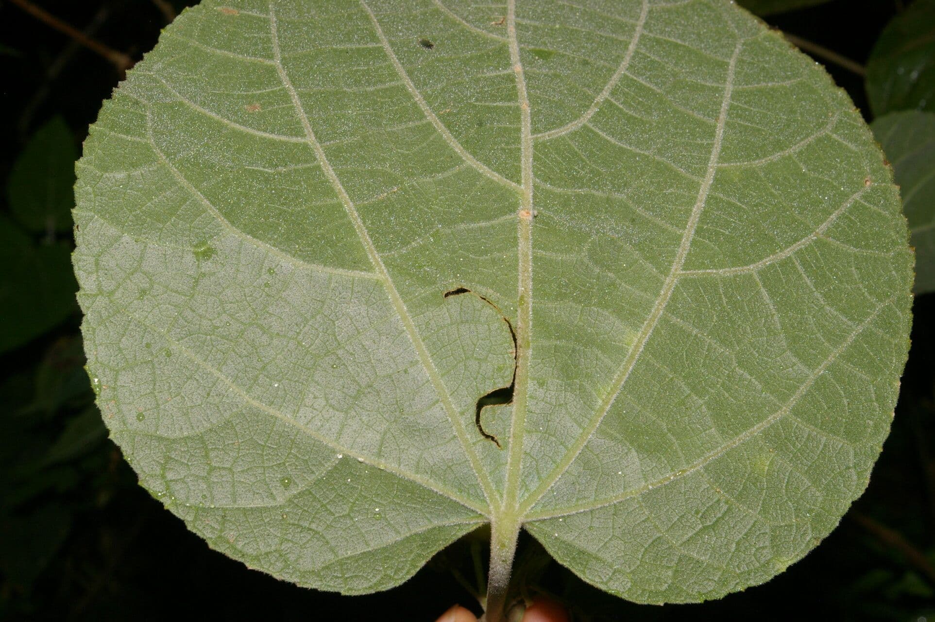 Malvaviscus 11