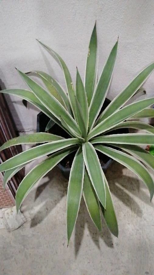 Garten-Sisal 22