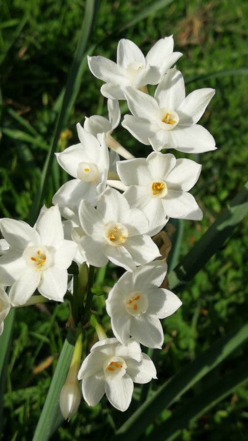 Papierweißes Osterglöckchen 8