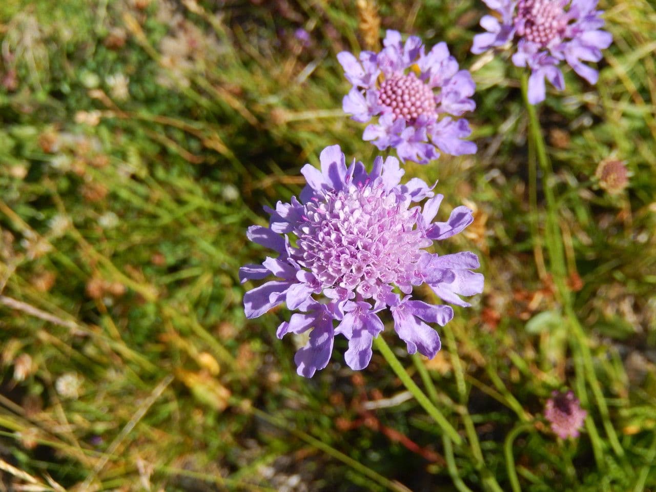 Vedovina cinerea 9