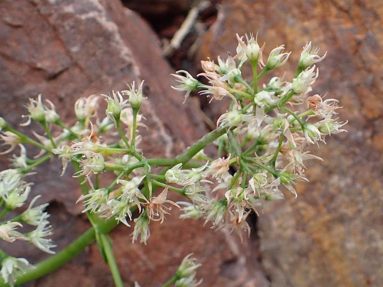 Crassula 7