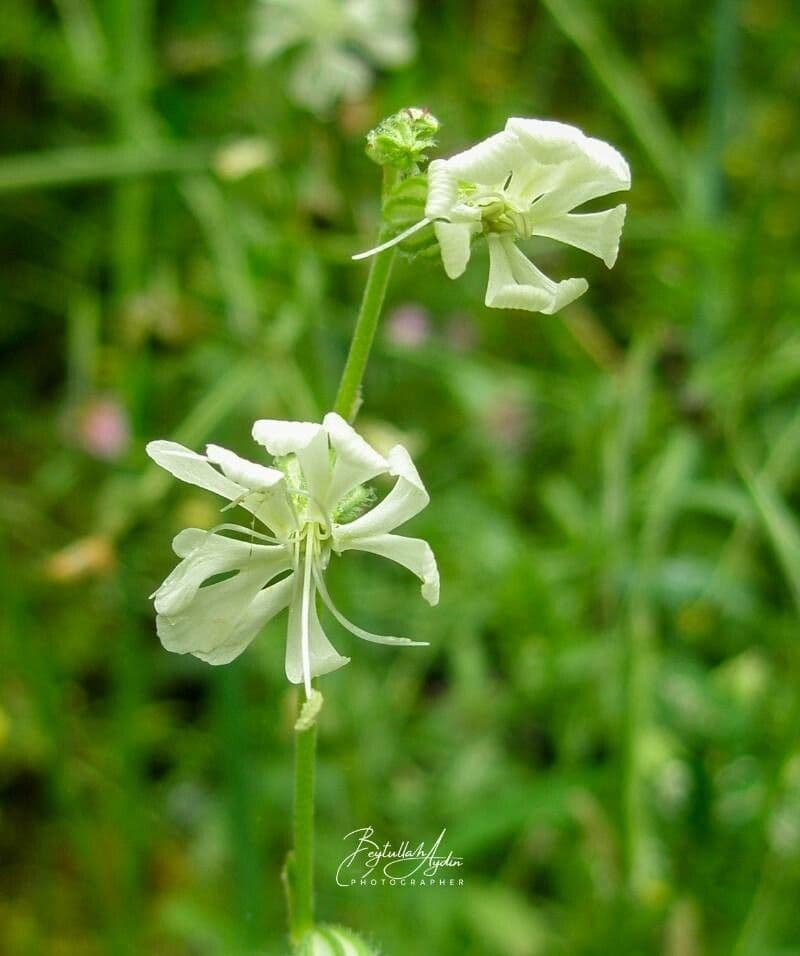 Silene dicotoma 7