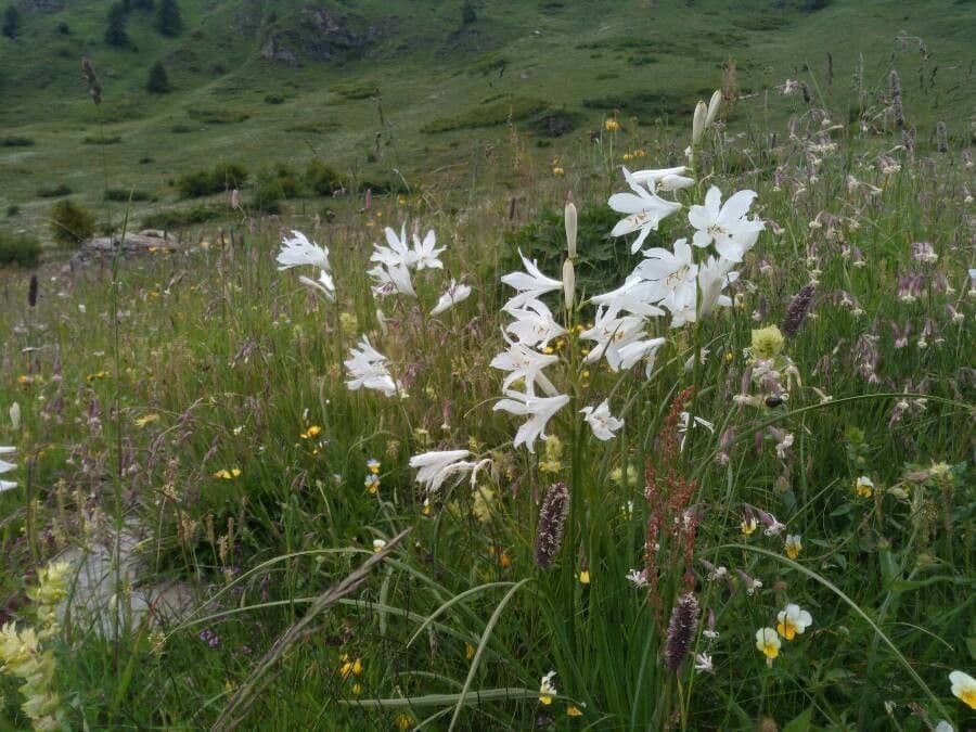 Giglio di monte 11